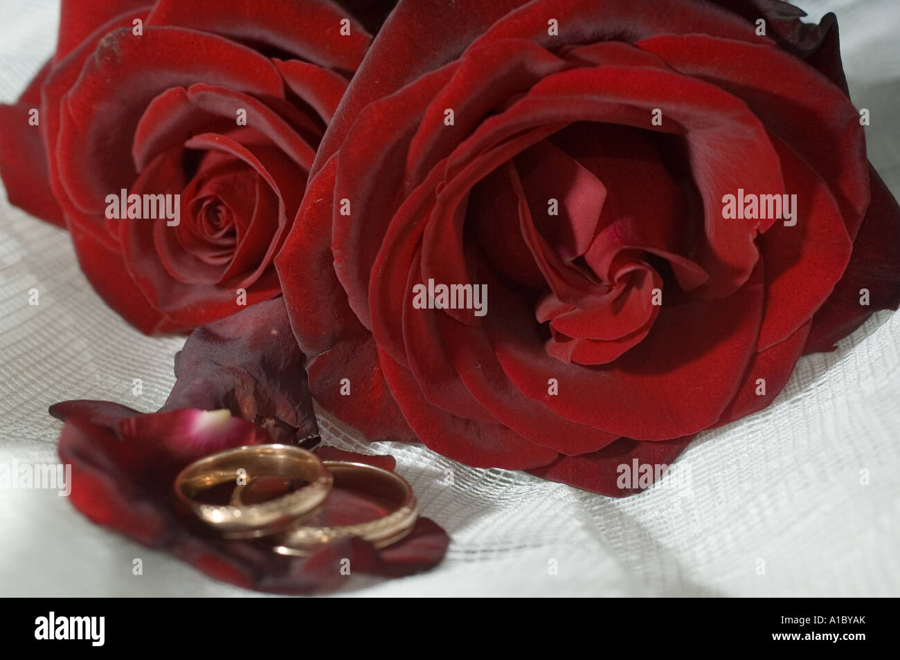 Deux roses rouges et les anneaux de mariage Banque D'Images Deux roses rouges et les anneaux de mariage Banque D'Images