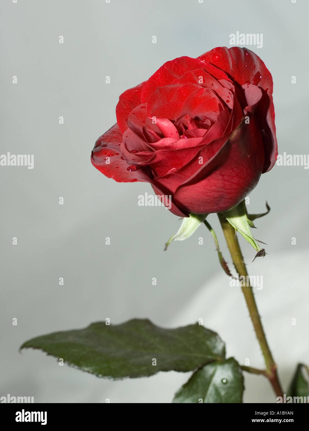 Roses rouges sur fond blanc Banque D'Images