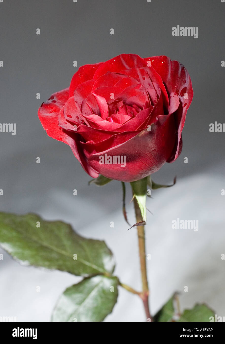 Roses rouges sur fond blanc Banque D'Images Roses rouges sur fond blanc Banque D'Images