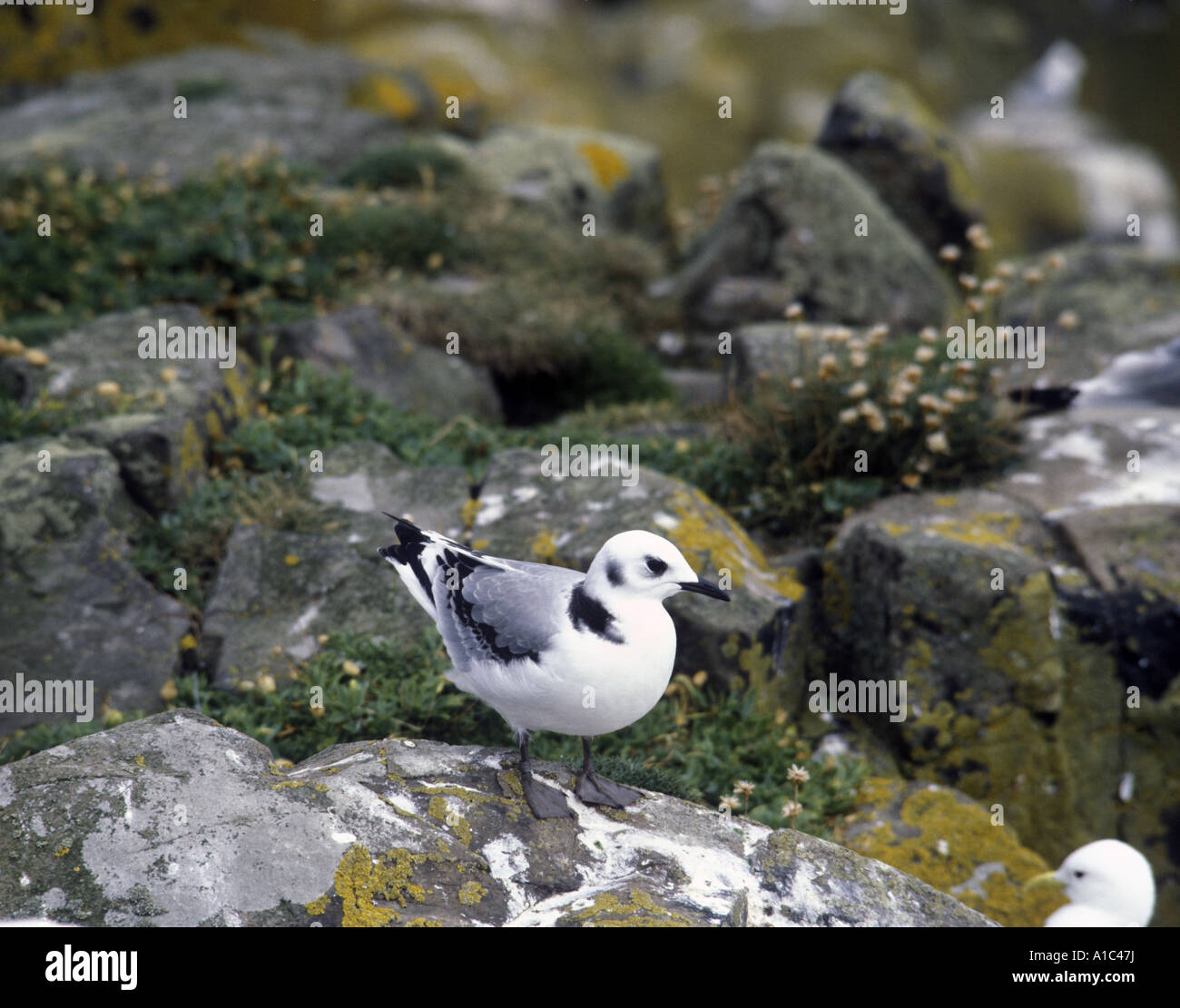 Mouette tridactyle (Rissa tridactyla) Close up of permanent immatures sur rock Banque D'Images