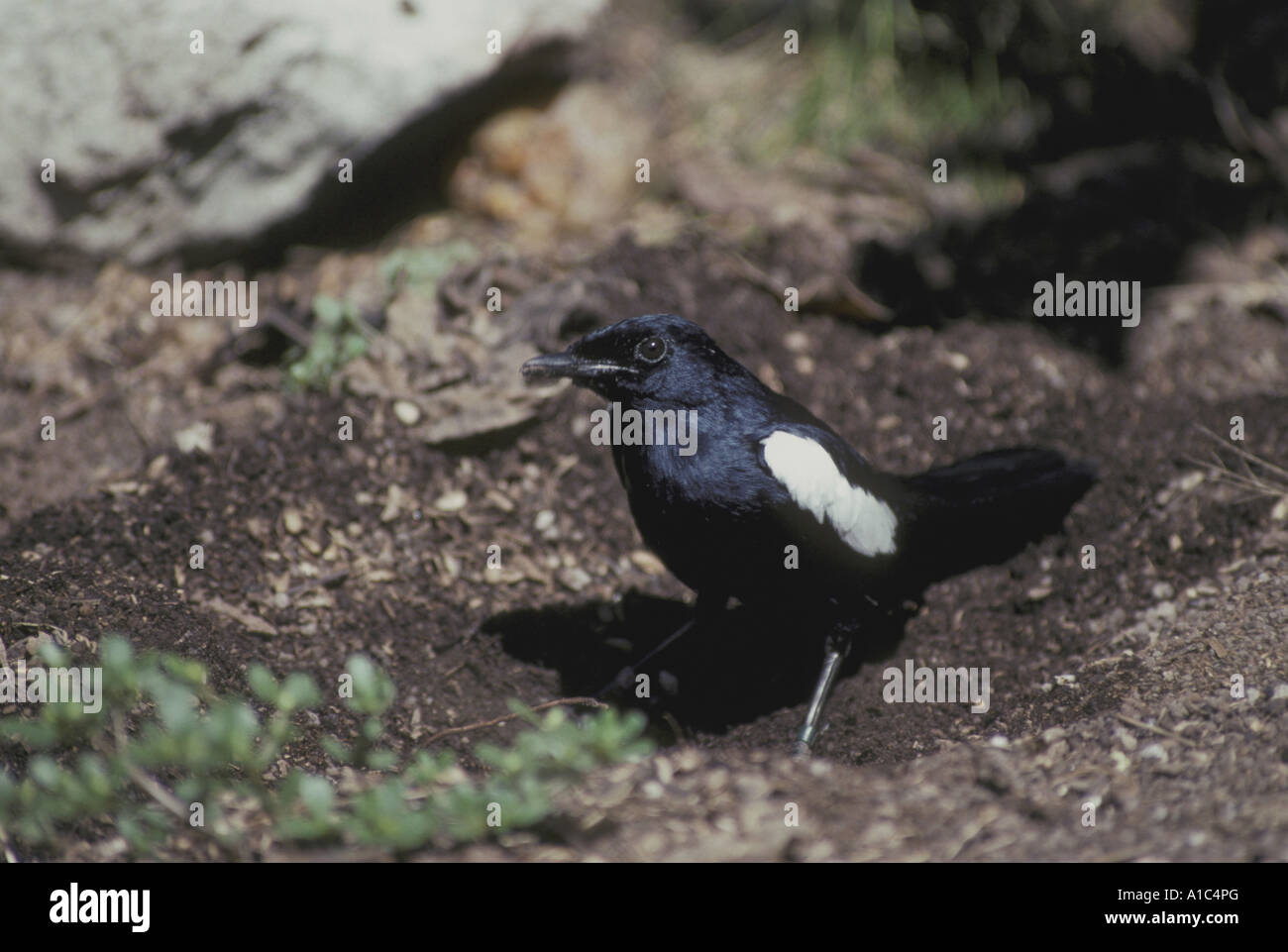 Seychelles Copsychus sechellarum Magpie Robin de l'île d'Aride Banque D'Images