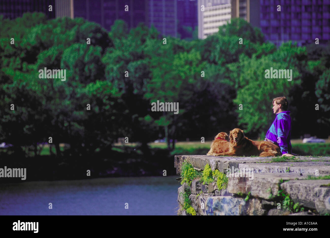 Homme avec deux chiens golden retriever assis en haut d'une falaise donnant sur le fleuve Potomac Banque D'Images