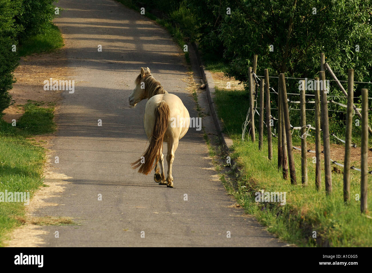 Cheval domestique. Un seul cheval marche non accompagné et sans halter dans une rue, vue de derrière. Allemagne Banque D'Images