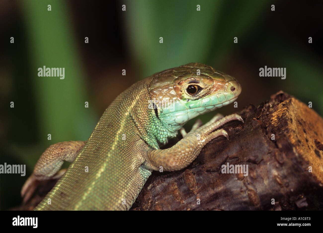 Lézard vert occidental Lacerta bilineata Banque D'Images