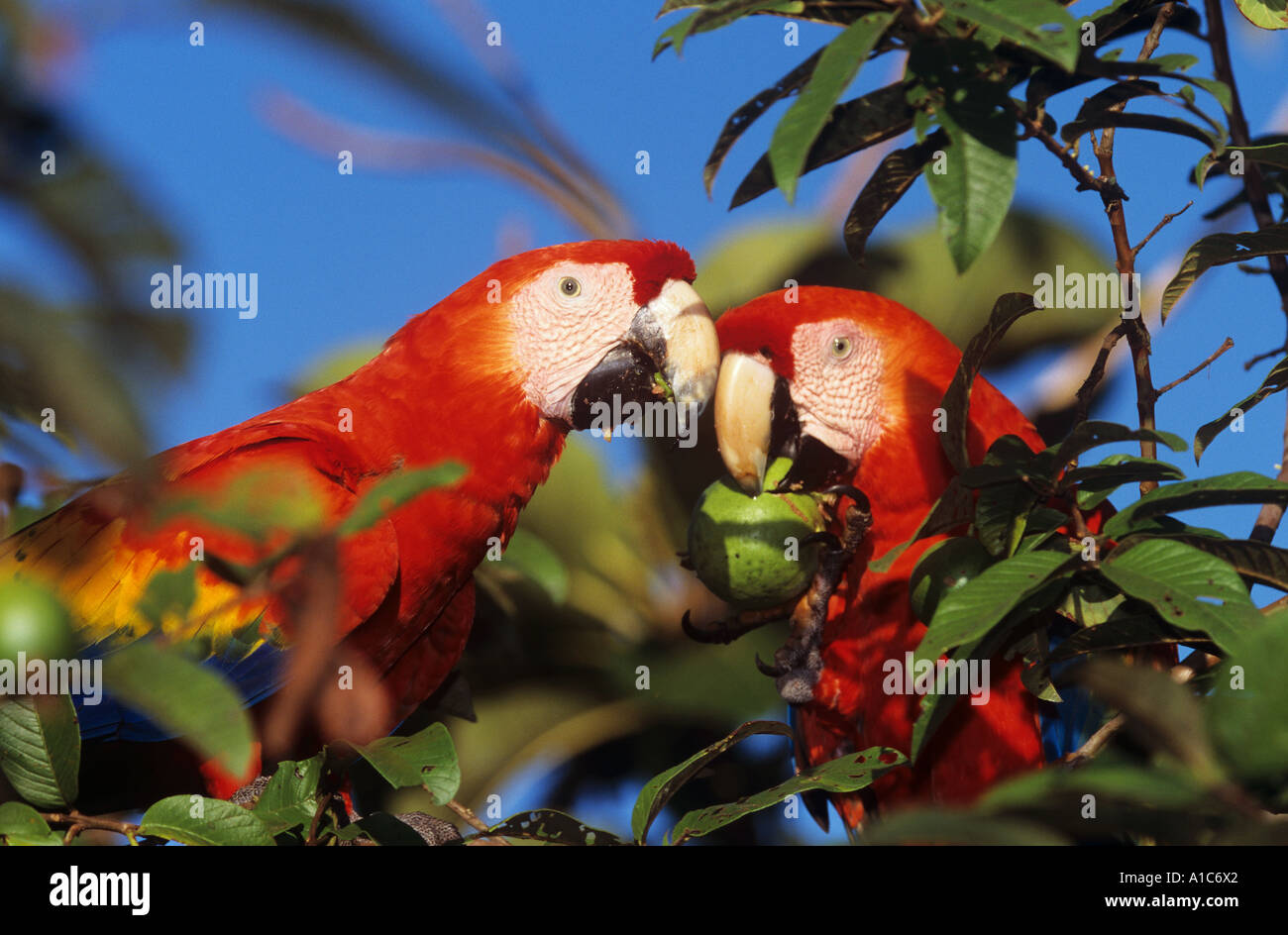 Ara rouge (Ara macao). Paire dans un arbre, la facturation Banque D'Images