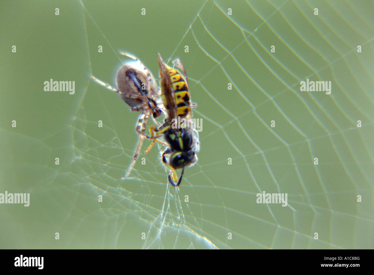 Araneus diadematus, spider et wasp comme une proie Banque D'Images