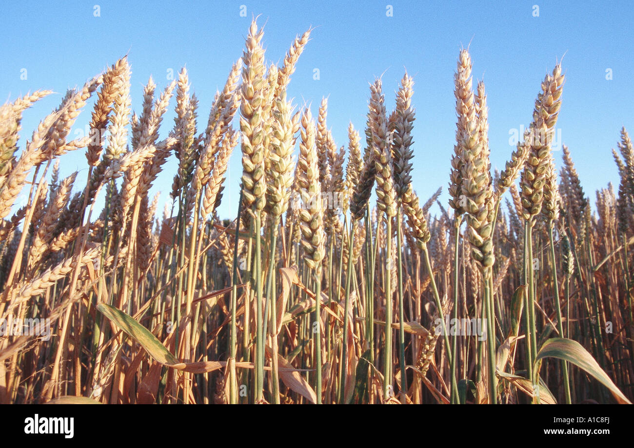 Le blé tendre, cultivé du blé (Triticum aestivum), champ de blé au soleil du soir contre le ciel, Allemagne Banque D'Images