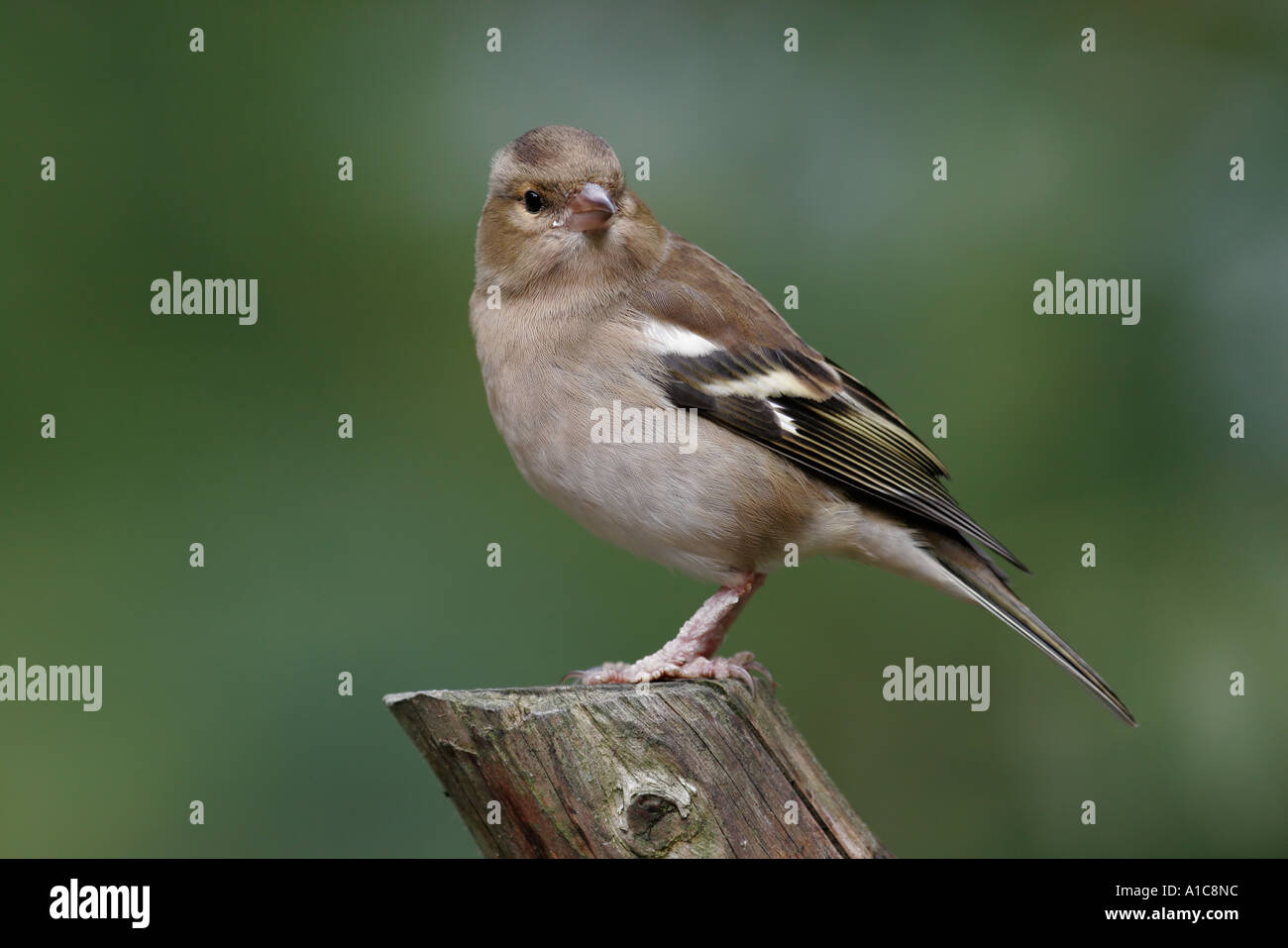 Chaffinch femelle perchée sur fence Banque D'Images