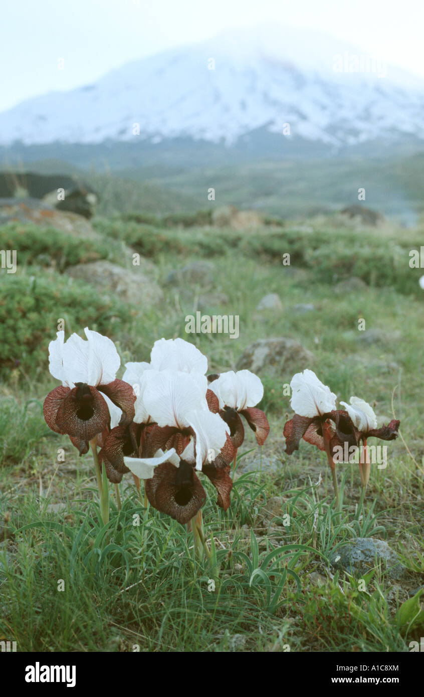 Iris Oncocyclus (Iris iberica ssp. elegantissima), certaines personnes en face d'Ararat, la Turquie, la Turquie, est de l'Anatolie, Banque D'Images