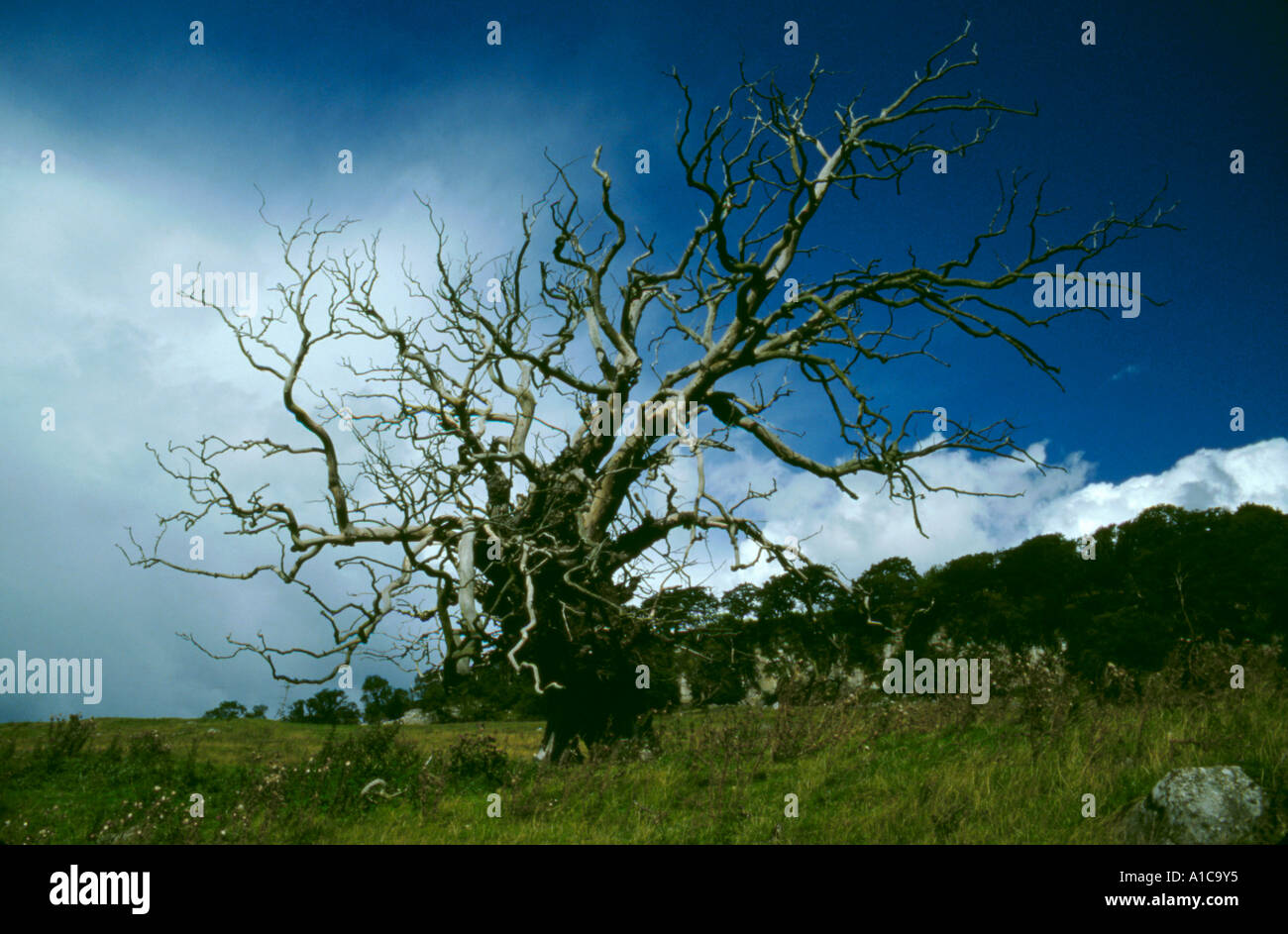 Old dead tree sur une colline près de marske, swaledale, Yorkshire Dales national park, North Yorkshire, Angleterre, Royaume-Uni. Banque D'Images