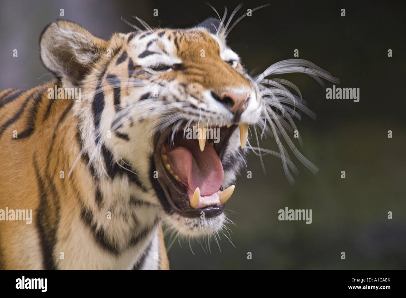 Tigre de Sibérie, Amurian tigre (Panthera tigris altaica), rugissant Banque D'Images