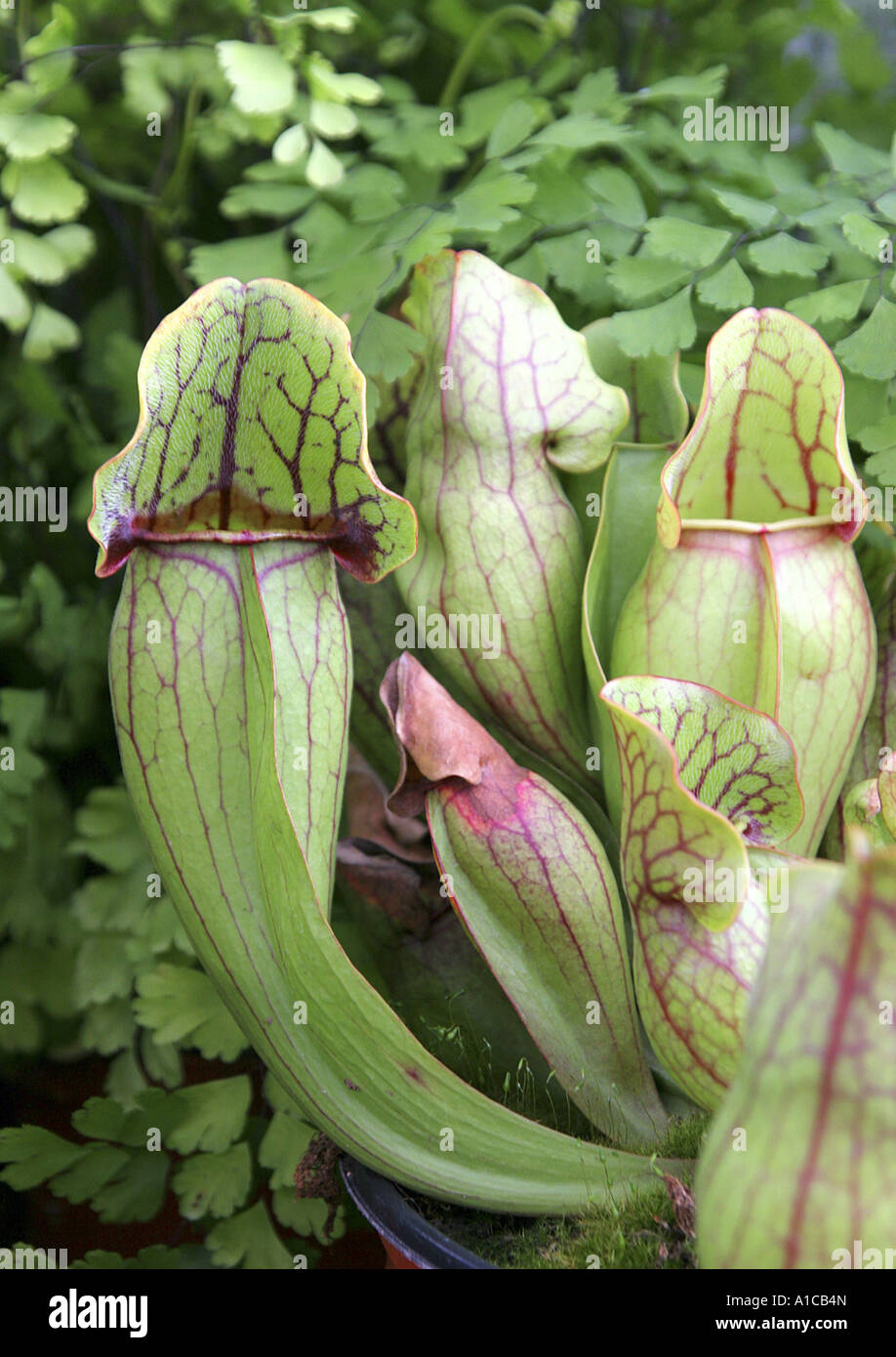 Le nord de la sarracénie pourpre (Sarracenia purpurea), congés spéciaux pour attraper des insectes Banque D'Images