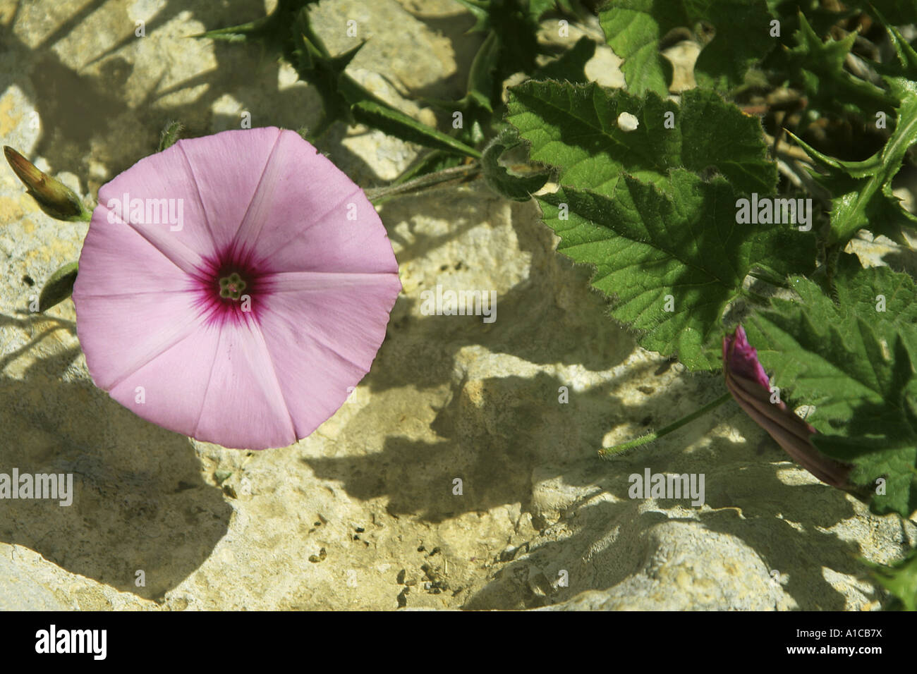 Feuilles de mauve à feuilles de mauve, le liseron liseron des champs  (Convolvulus althaeoides), plante en fleurs Photo Stock - Alamy