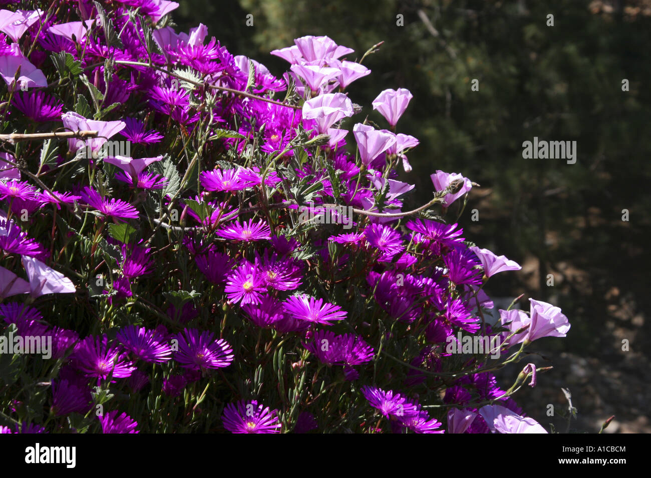Feuilles de mauve à feuilles de mauve, le liseron liseron des champs  (Convolvulus althaeoides), de plantes fleuries avec fig-œillets Photo Stock  - Alamy