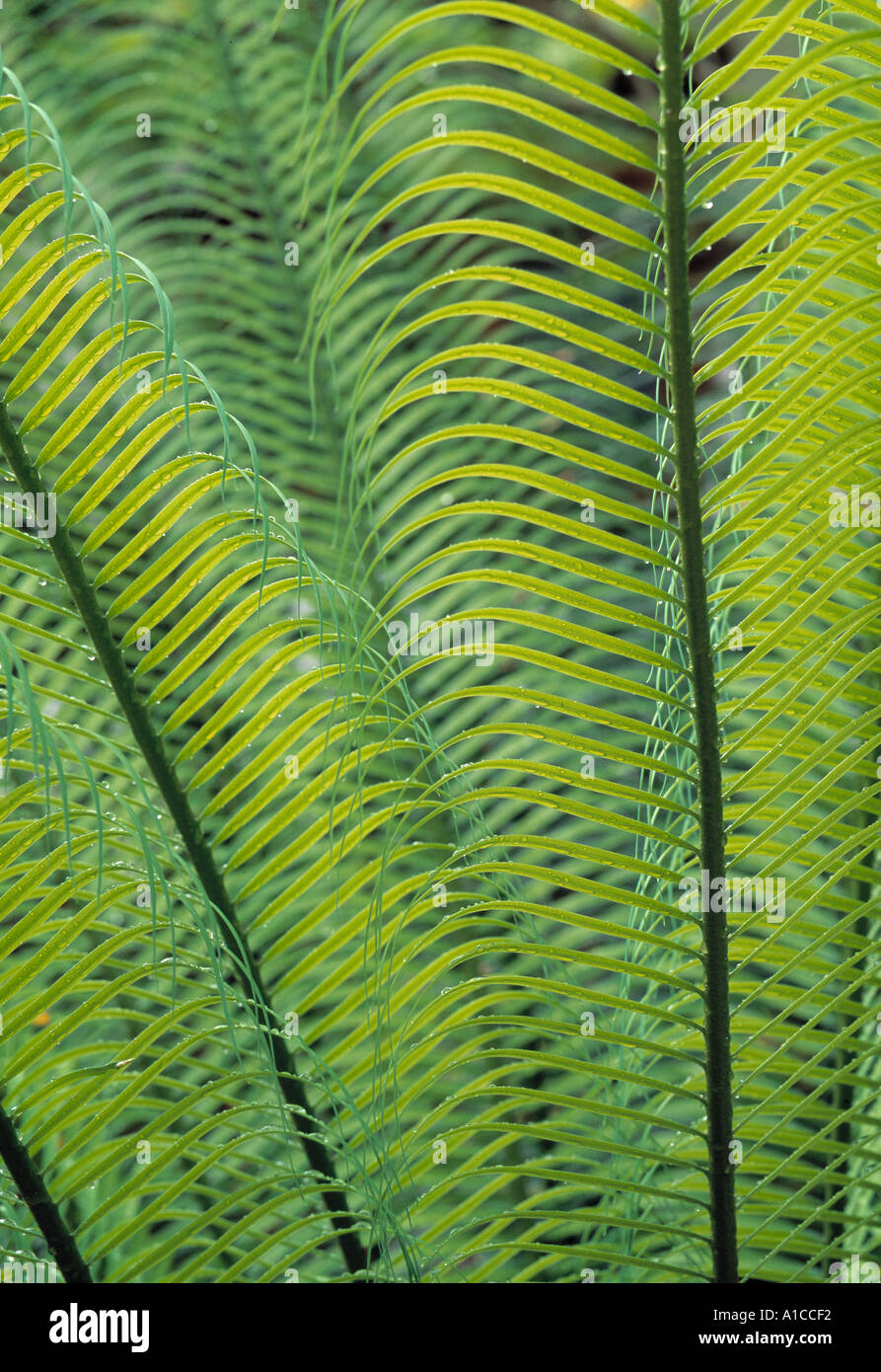 Plantes tropicales, Maldives Banque D'Images