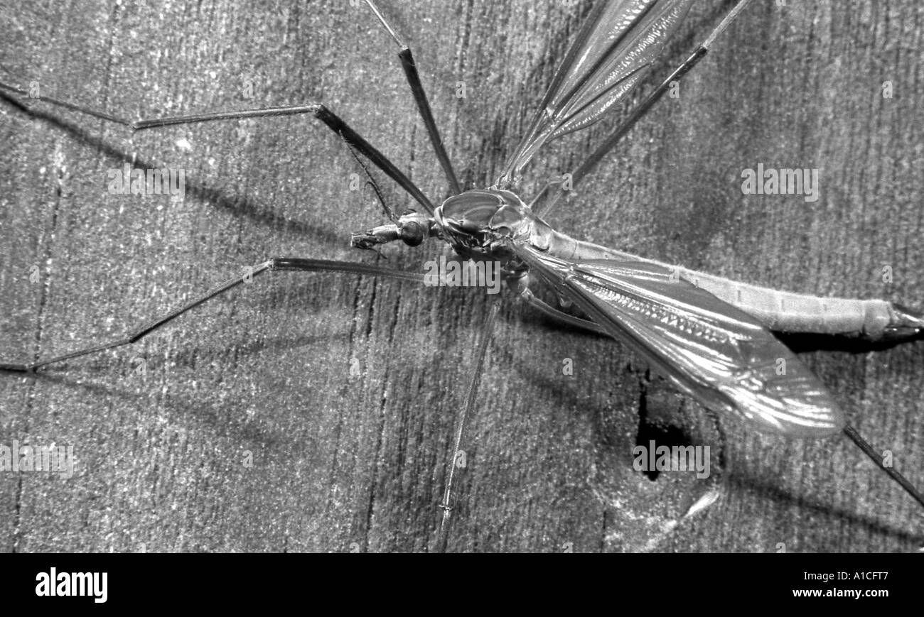 Daddy Longlegs tipule ou en close up. Banque D'Images Daddy Longlegs tipule ou en close up. Banque D'Images