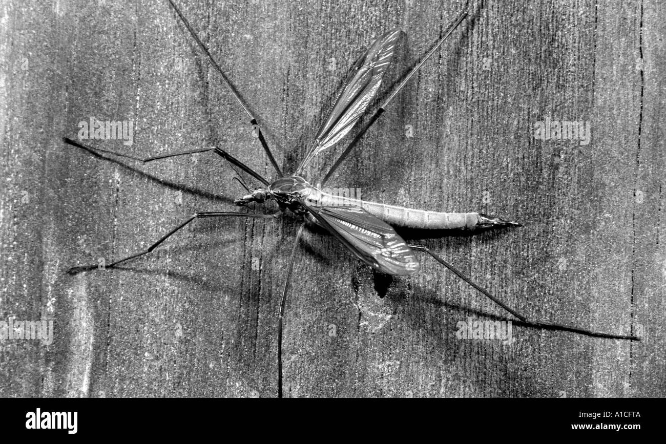 Daddy Longlegs tipule ou en close up. Banque D'Images Daddy Longlegs tipule ou en close up. Banque D'Images