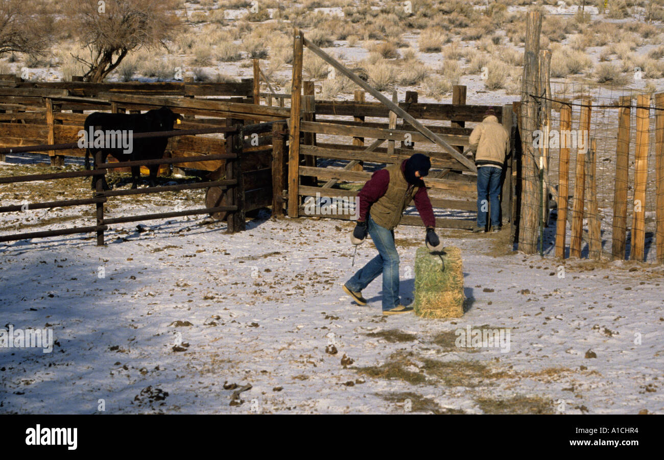 L'alimentation d'hiver à la ferme du centre de Nevada Banque D'Images