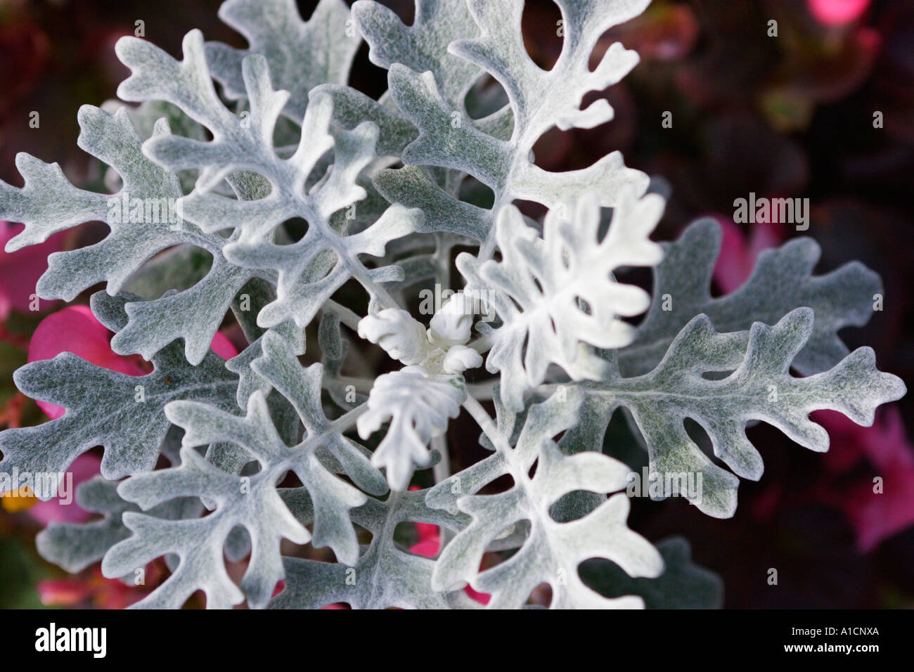 Dusty Miller plante Banque D'Images