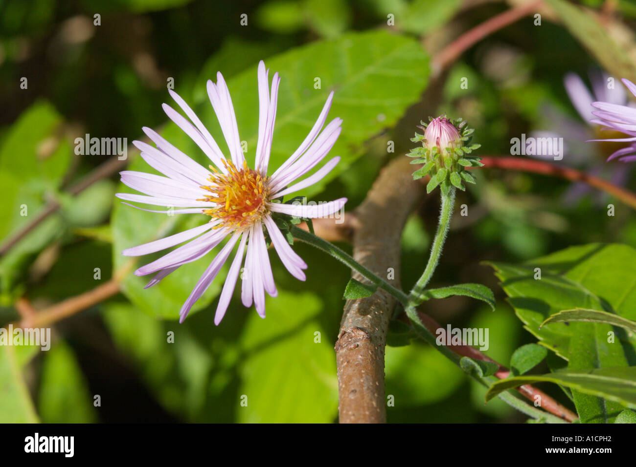 Michaelmas Daisy Fleurs Aster dans les zones humides du centre de la Floride USA Banque D'Images