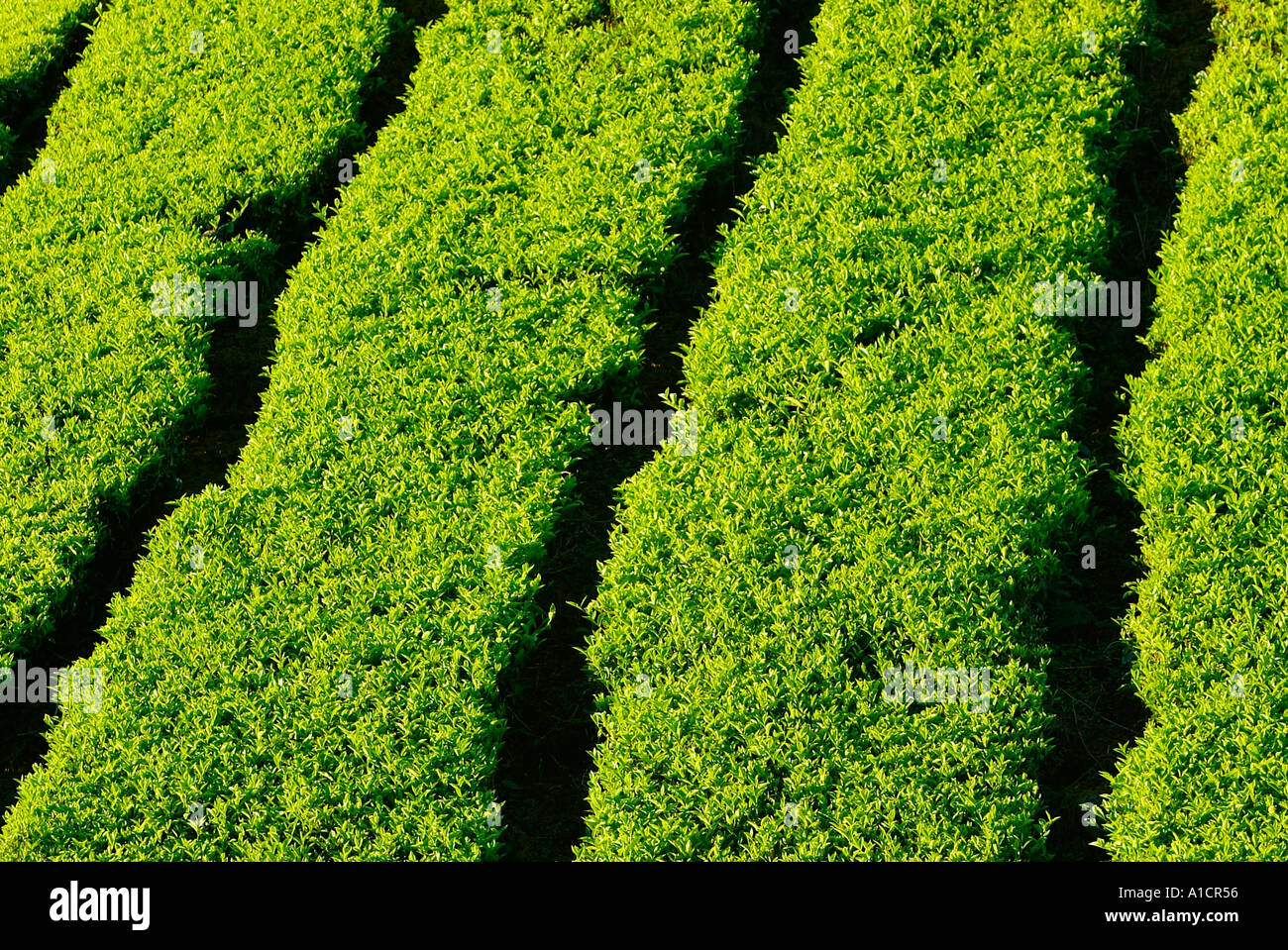 Les haies de thé Boh Sungai Palas Tea Estate Cameron Highlands Malaisie Banque D'Images