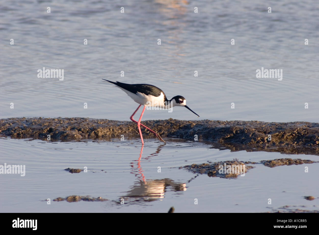 Échasse à Palo Alto Préserver Baylands sur la baie de San Francisco Californie Banque D'Images