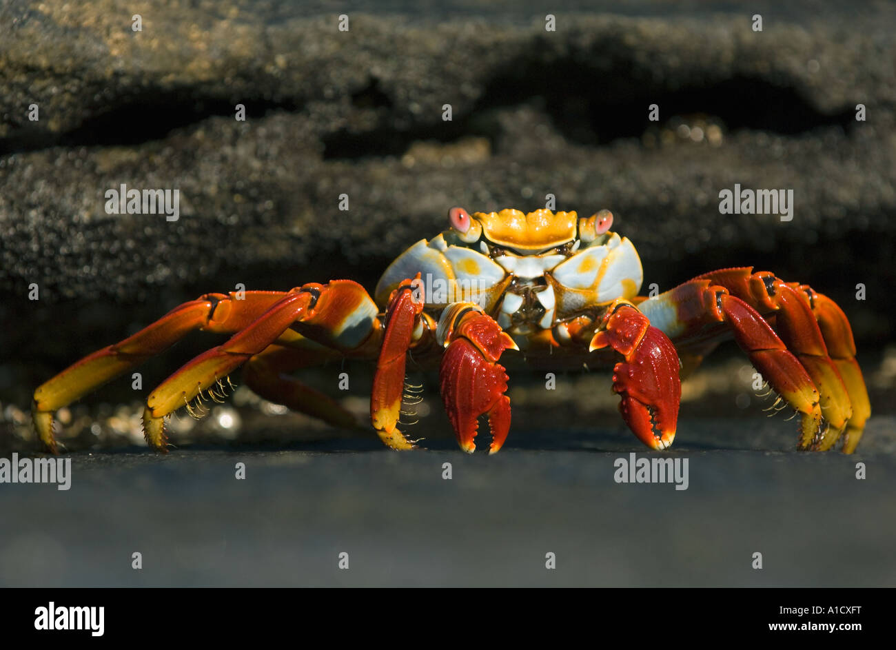 Sally Lightfoot Crab, (Grapsus grapsus), îles Galapagos, Equateur Banque D'Images