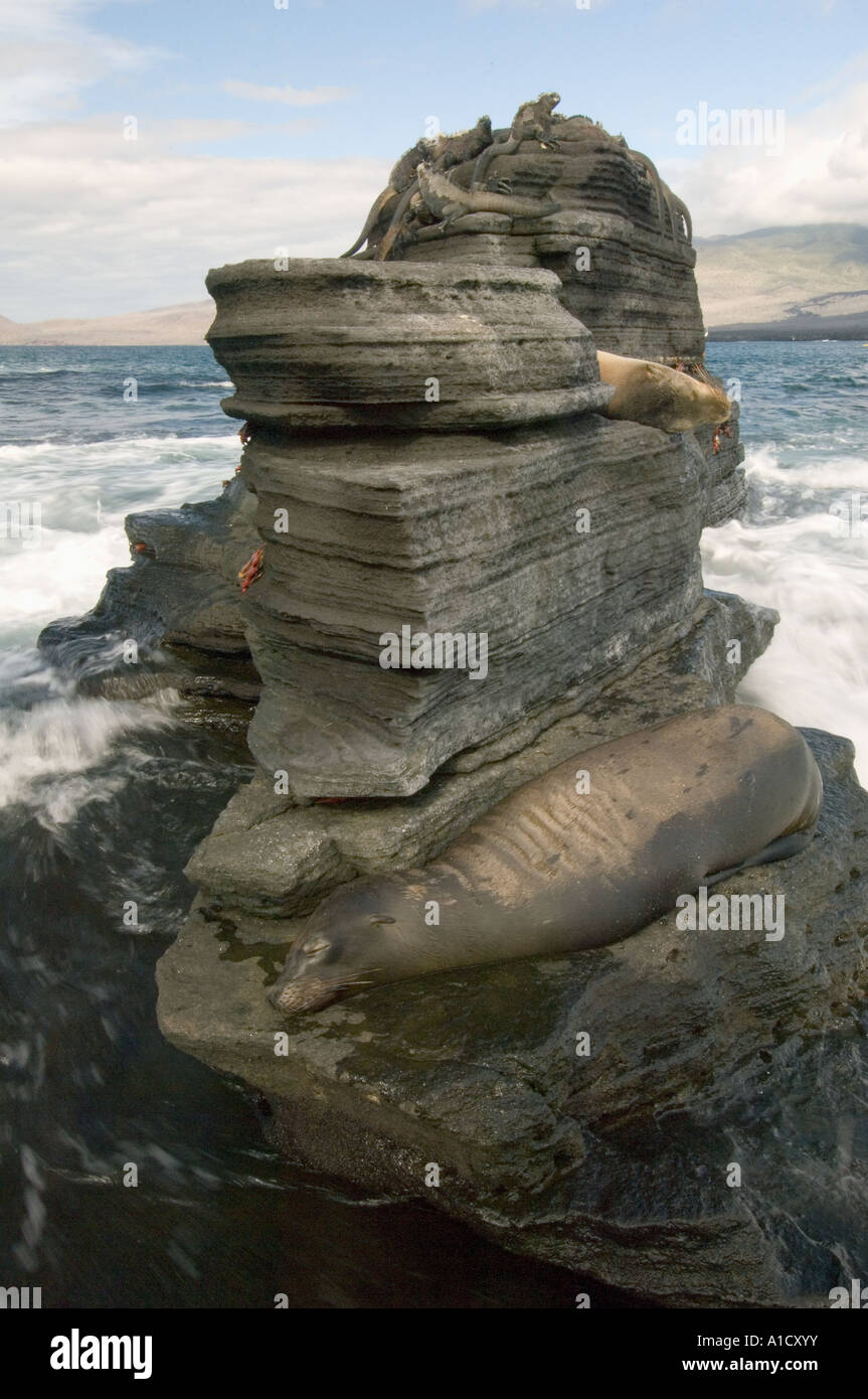 Lion de mer Galapagos (Zalophus wollebaeki) l'île de Santiago, îles Galapagos, Equateur Banque D'Images