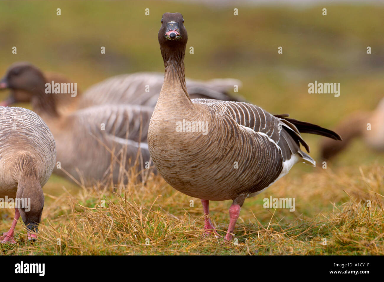 Oie à bec rose, Anser brachyrhynchus Banque D'Images