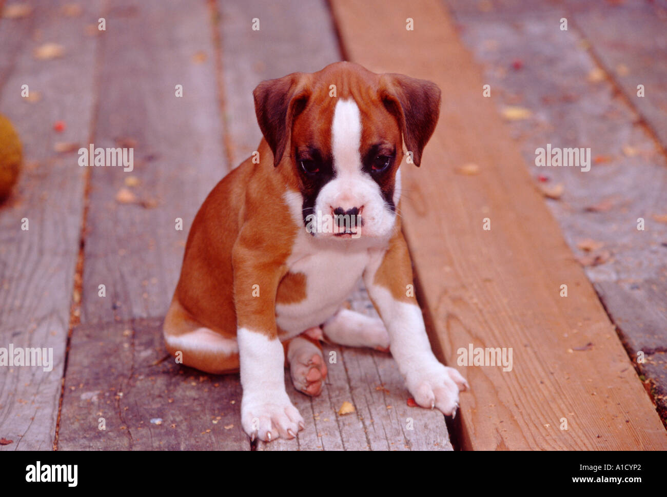 Chiot Boxer fauve et blanc sur la terrasse en bois PR 229 Photo Stock -  Alamy