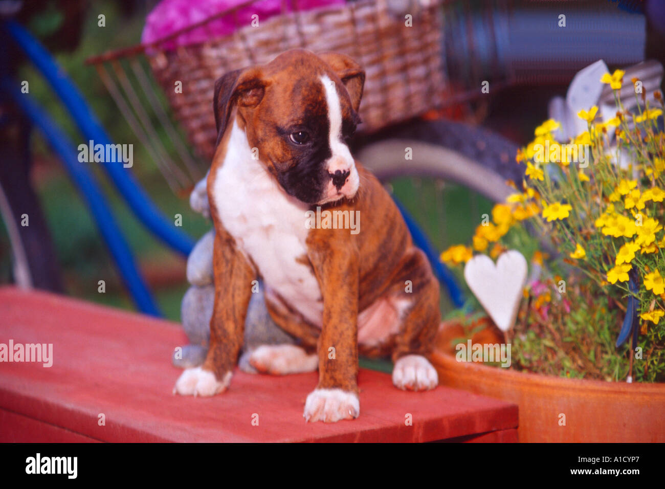 Chiot Boxer Bringe Et Blanc Assis Sur Banc En Bois Rouge Pr 229 Photo Stock Alamy