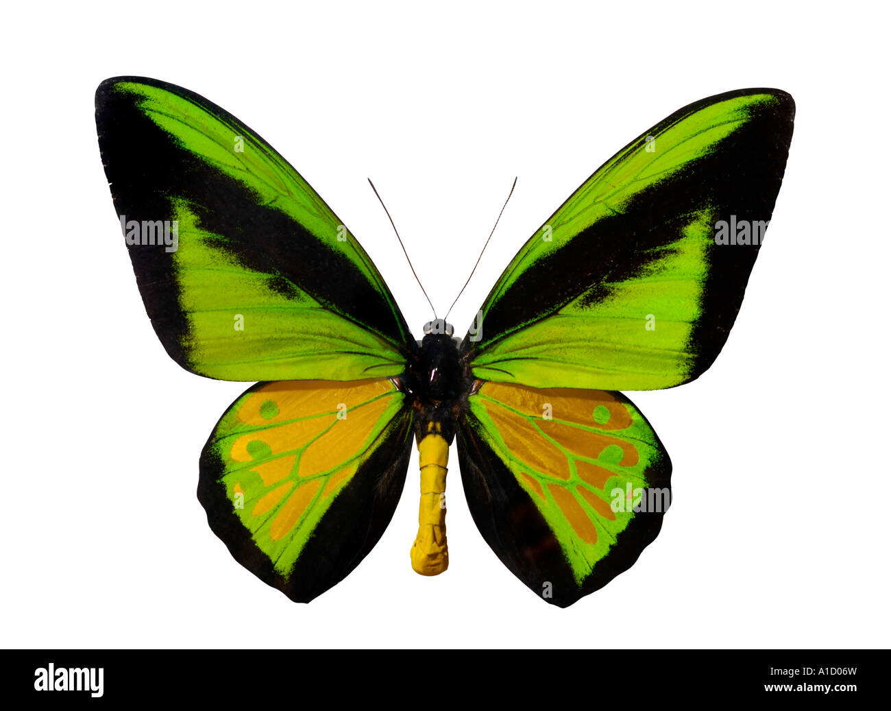 Ornithoptera Goliath Supermus Banque D'Images