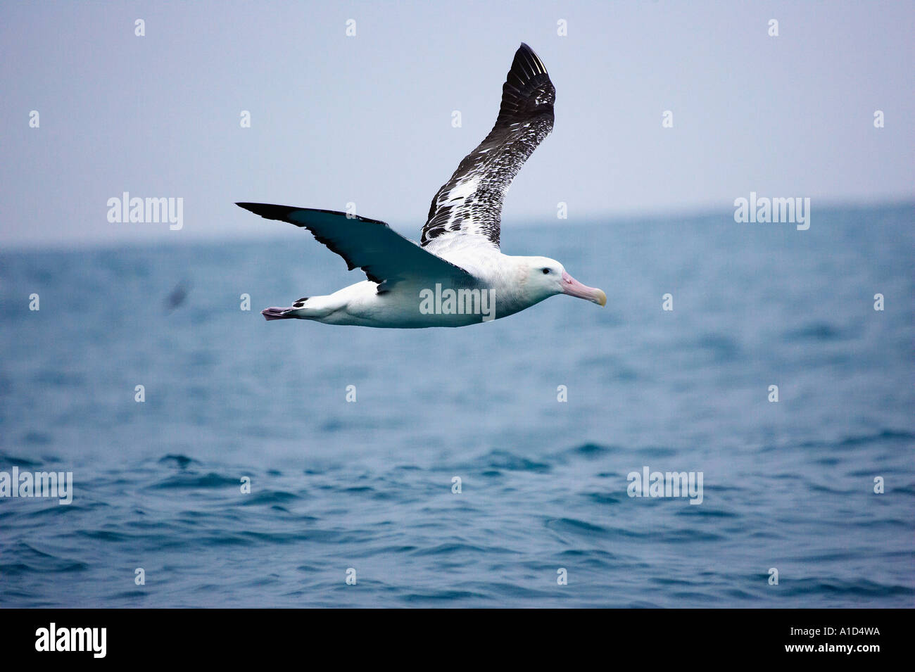 Gibson s'Albatross albatros hurleur Kaikoura Marlborough ile sud Nouvelle Zelande Diomedea gibsoni Banque D'Images