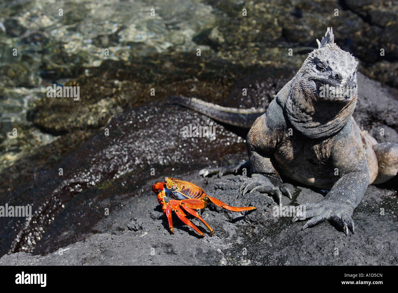 Nu71868. Iguane marin, Amblyrhynchus cristatus, Sally et Pied Léger, Crabe Grapsus grapsus. Galapagos. Copyright Brandon Cole Banque D'Images