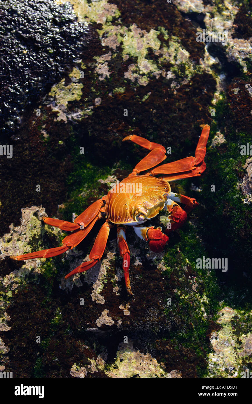 Nu72074. Sally light Pied, Crabe Grapsus grapsus wollebacki, dans la cuvette. Galapagos. Photo Copyright Brandon Cole Banque D'Images