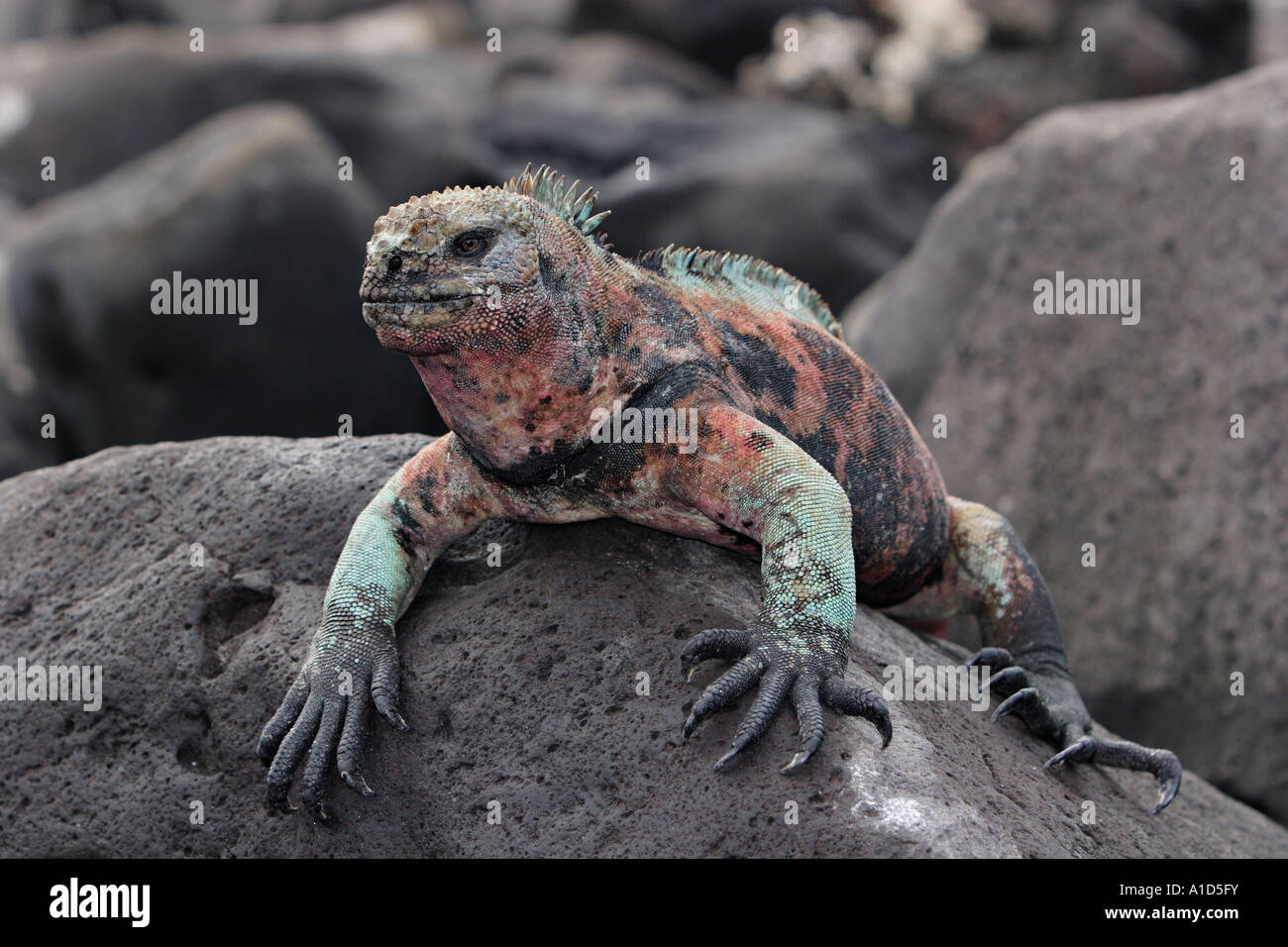 Nu72252. Iguane marin, Amblyrhynchus cristatus. Îles Galapagos, en Équateur. De l'océan Pacifique. Photo Copyright Brandon Cole Banque D'Images