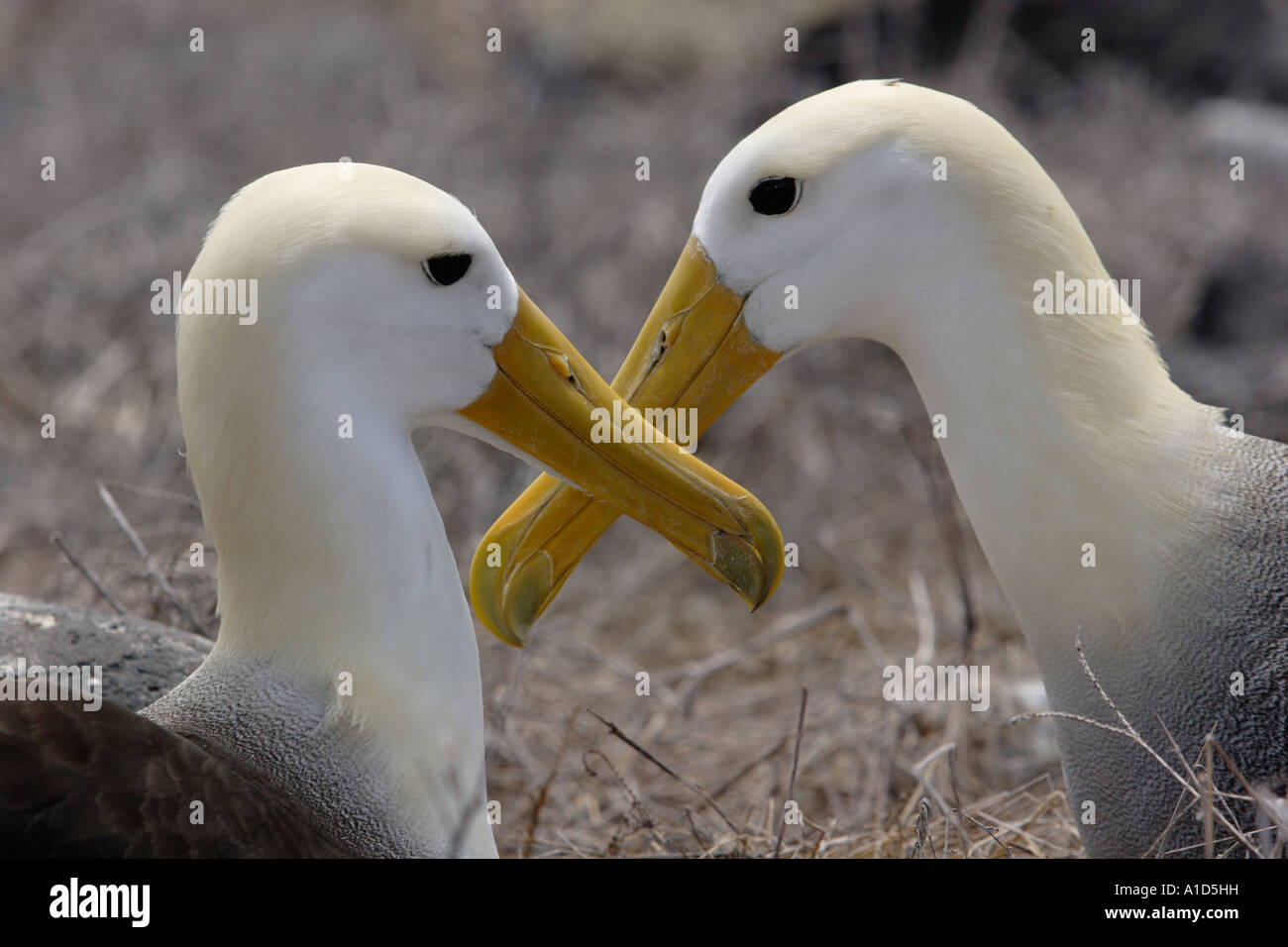 Nu72426. , L'albatros des Galapagos Phoebastria irrorata, paire accouplée courting. Îles Galapagos, en Équateur. Photo Copyright Brandon Cole Banque D'Images