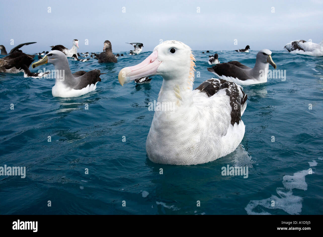 Gibson s'Albatross albatros hurleur Kaikoura Marlborough ile sud Nouvelle Zelande Diomedea gibsoni Banque D'Images