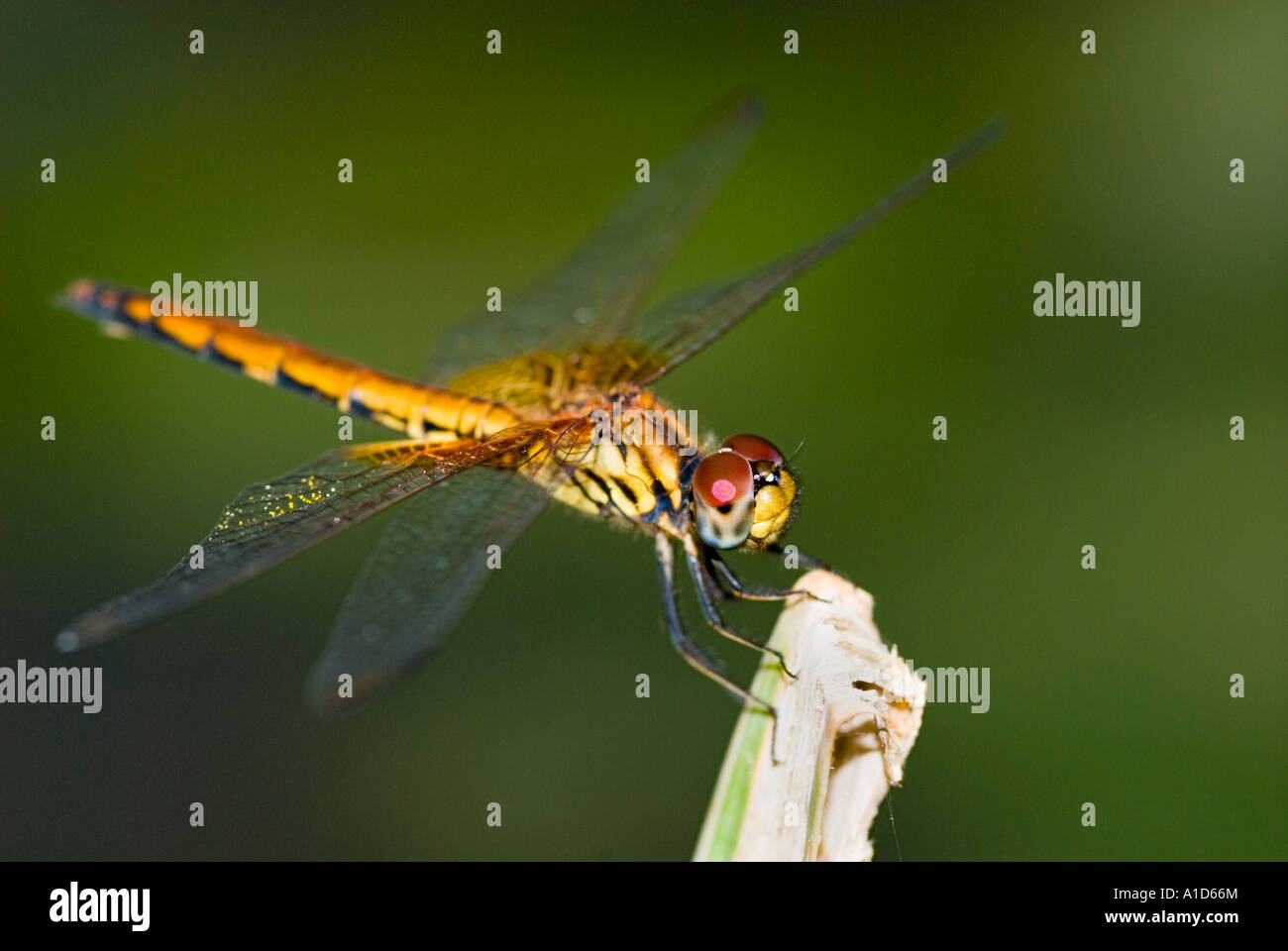 Big Red brown dragon fly libellule libellules demoiselles assis sur une branche près de l'eau étang reed Banque D'Images