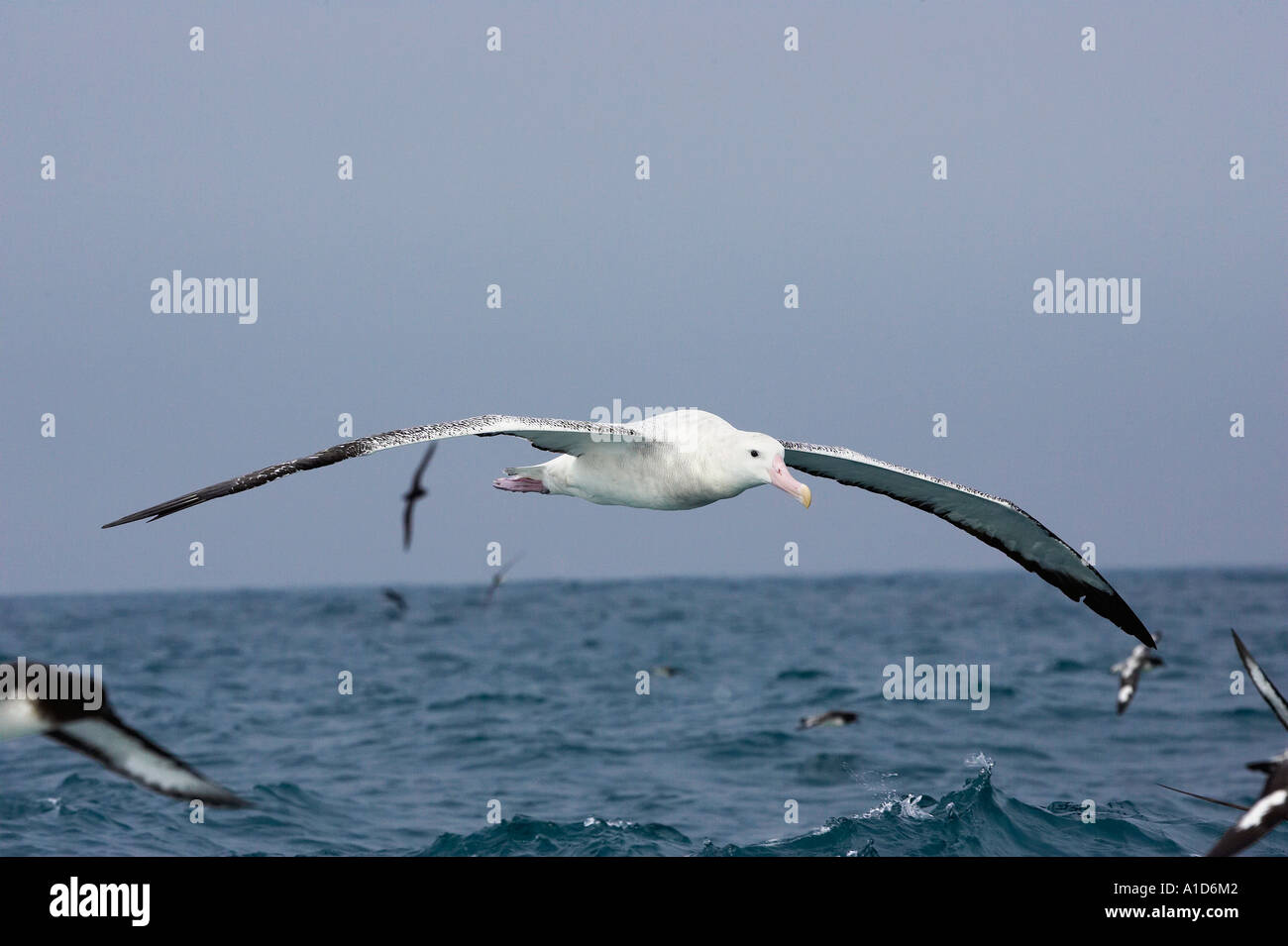 Gibson s'Albatross albatros hurleur Kaikoura Marlborough ile sud Nouvelle Zelande Diomedea gibsoni Banque D'Images