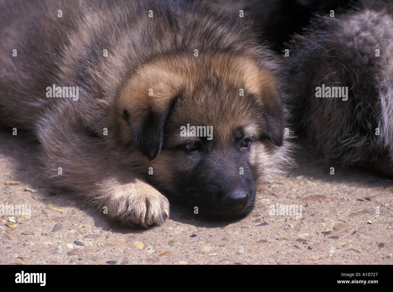 Chiot berger allemand Banque D'Images