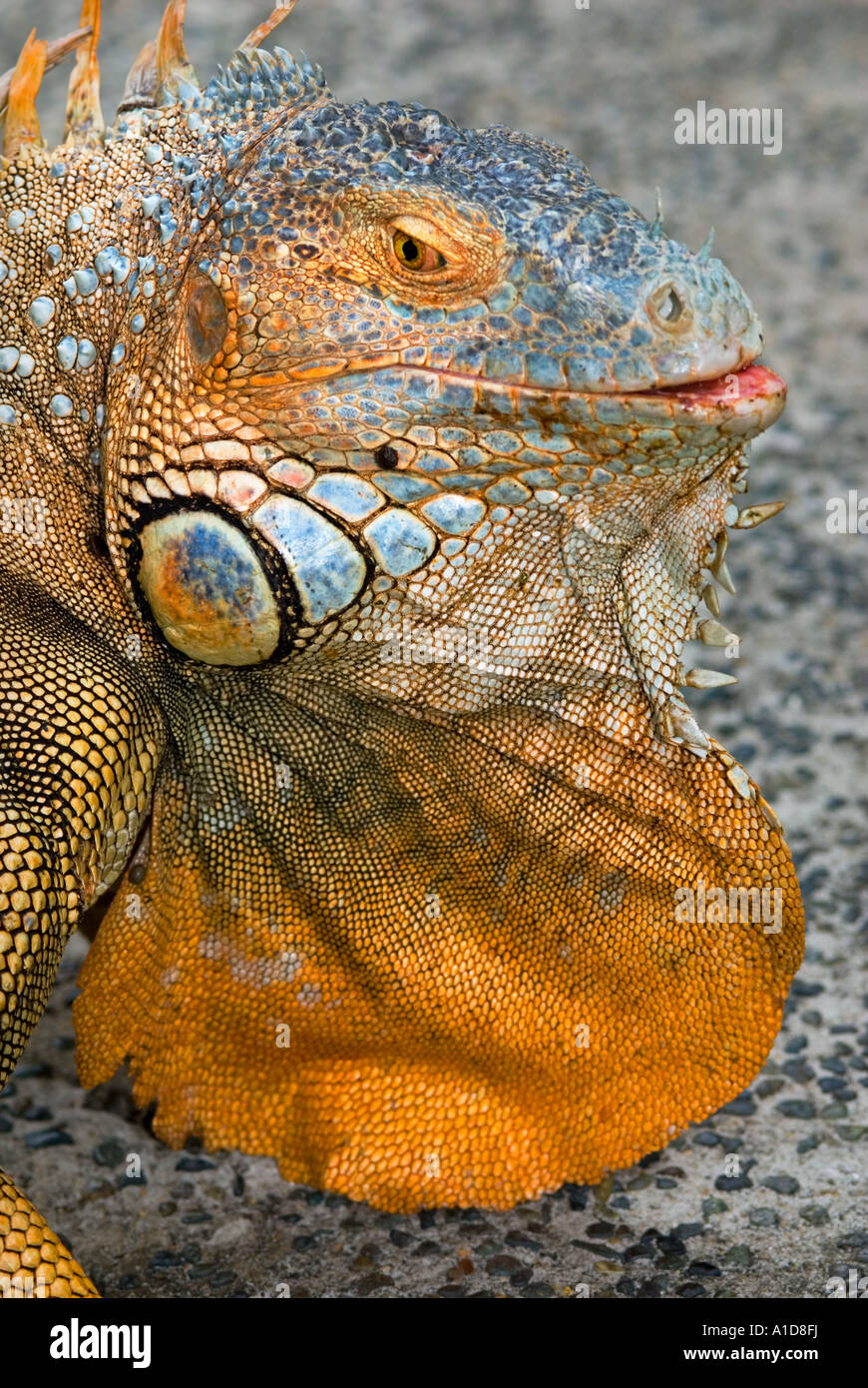 Close up red orange green Iguana iguana piscine à l'extérieur de l'œil sauvage sauvage chercher à impresssing mâle impress Banque D'Images