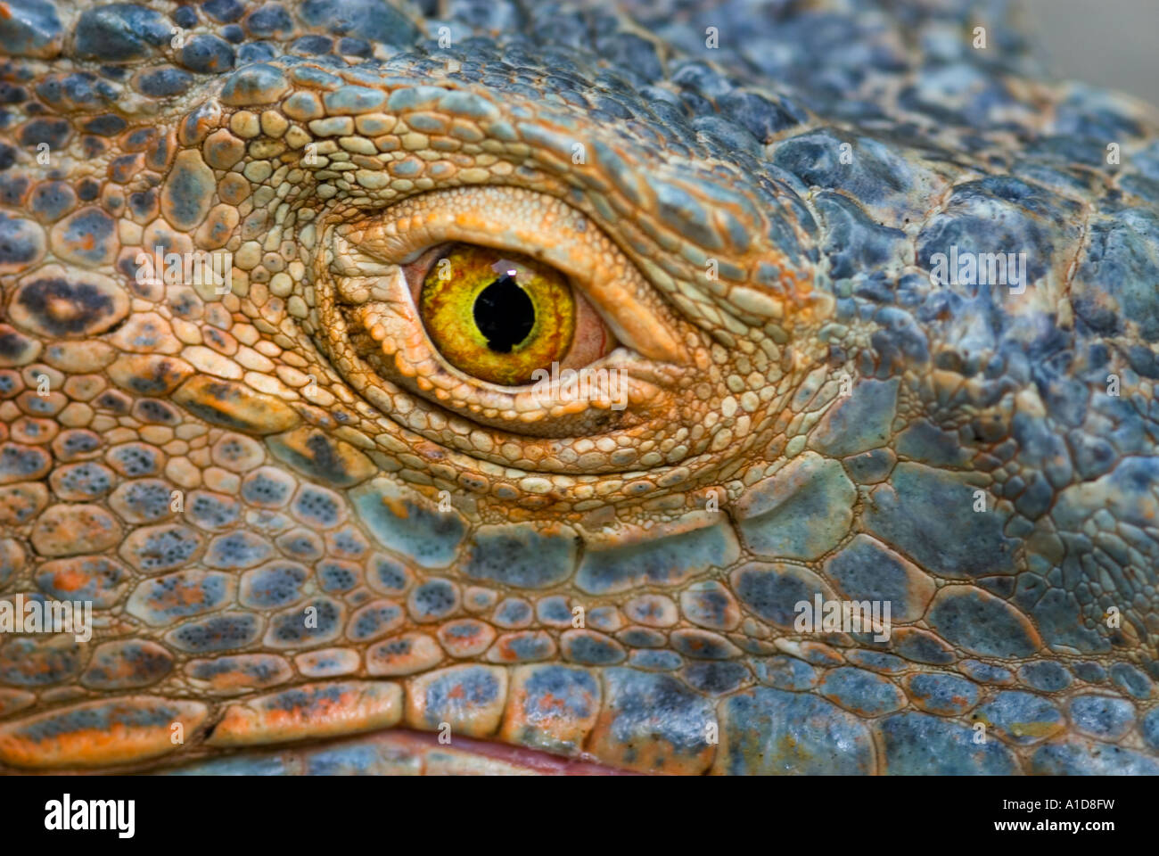 Close up red orange green Iguana iguana piscine à l'extérieur de l'œil à regarder la nature sauvage Banque D'Images
