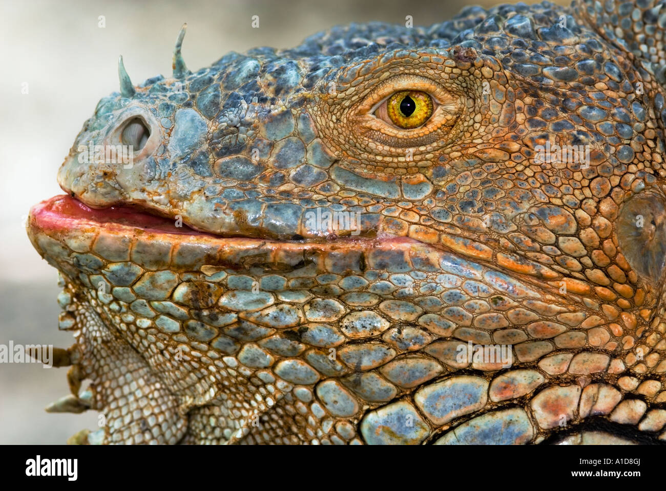 Close up red orange green Iguana iguana en dehors de plein air nature sauvage Banque D'Images