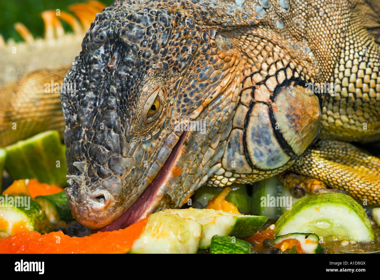 Vert orange rouge alimentation Iguana iguana en dehors de plein air Nature sauvage - fruits légumes Banque D'Images