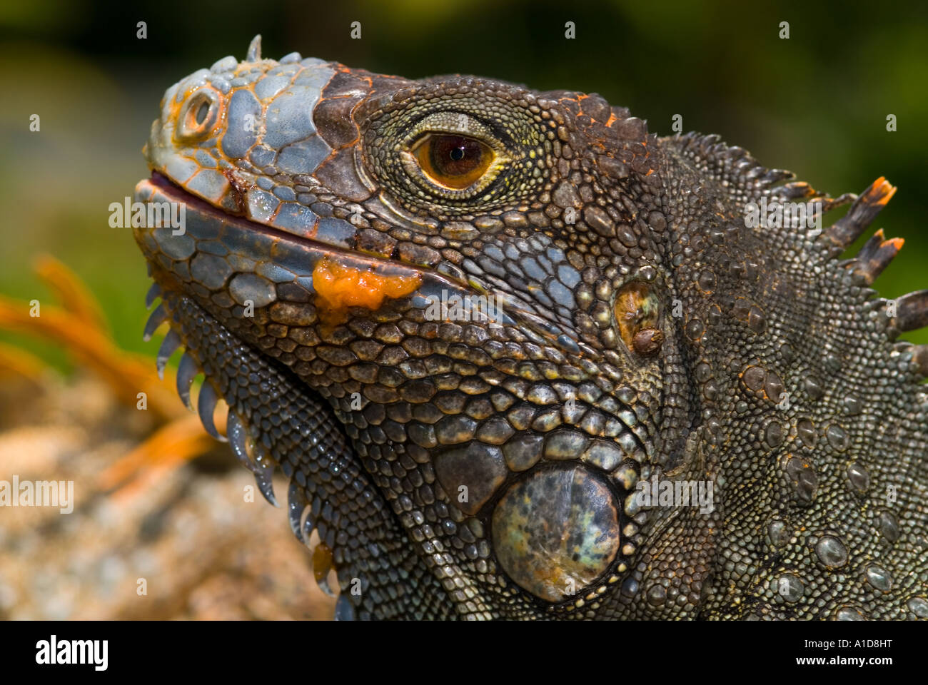 Red orange green Iguana iguana piscine extérieur femelle sauvage sauvage Banque D'Images