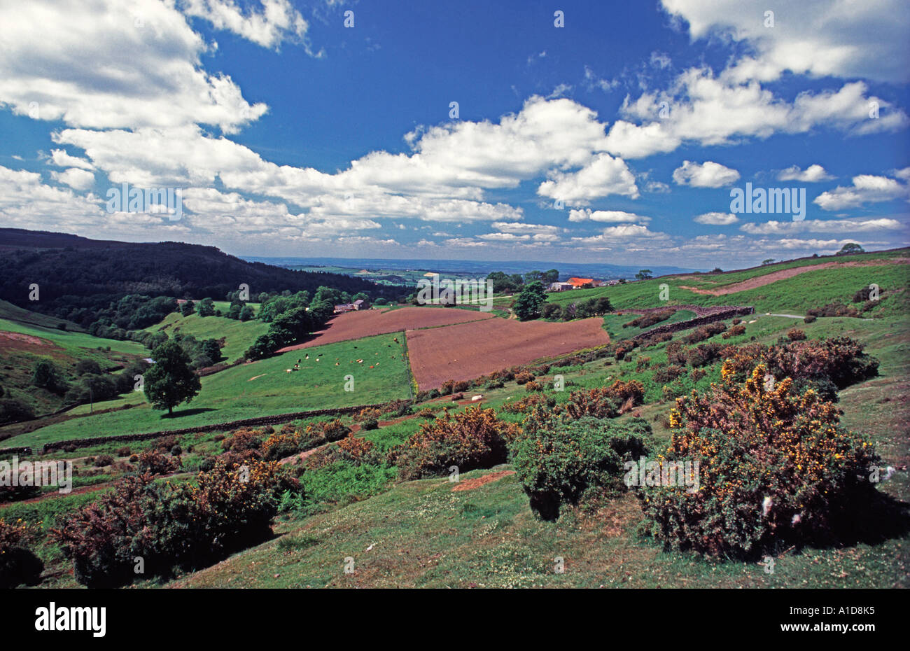 North Yorkshire Dales England UK Banque D'Images