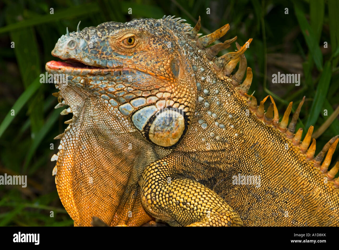 Etonnez impressionner red orange green Iguana iguana piscine extérieur mâle sauvage sauvage Banque D'Images