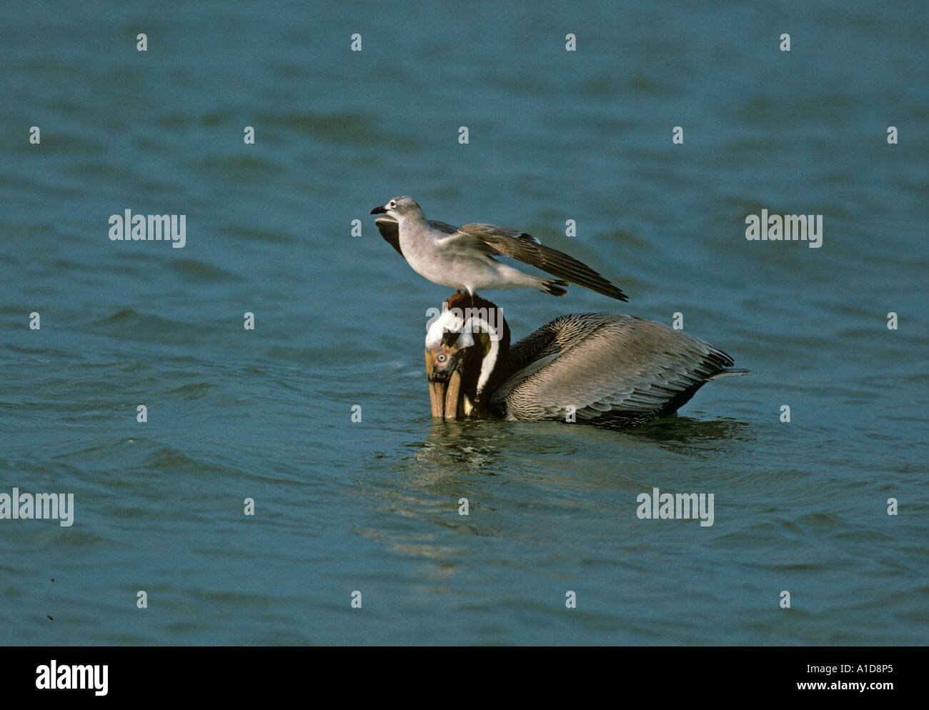 Pelican Pelecanus occidentalis brun et Gull voler le poisson Banque D'Images