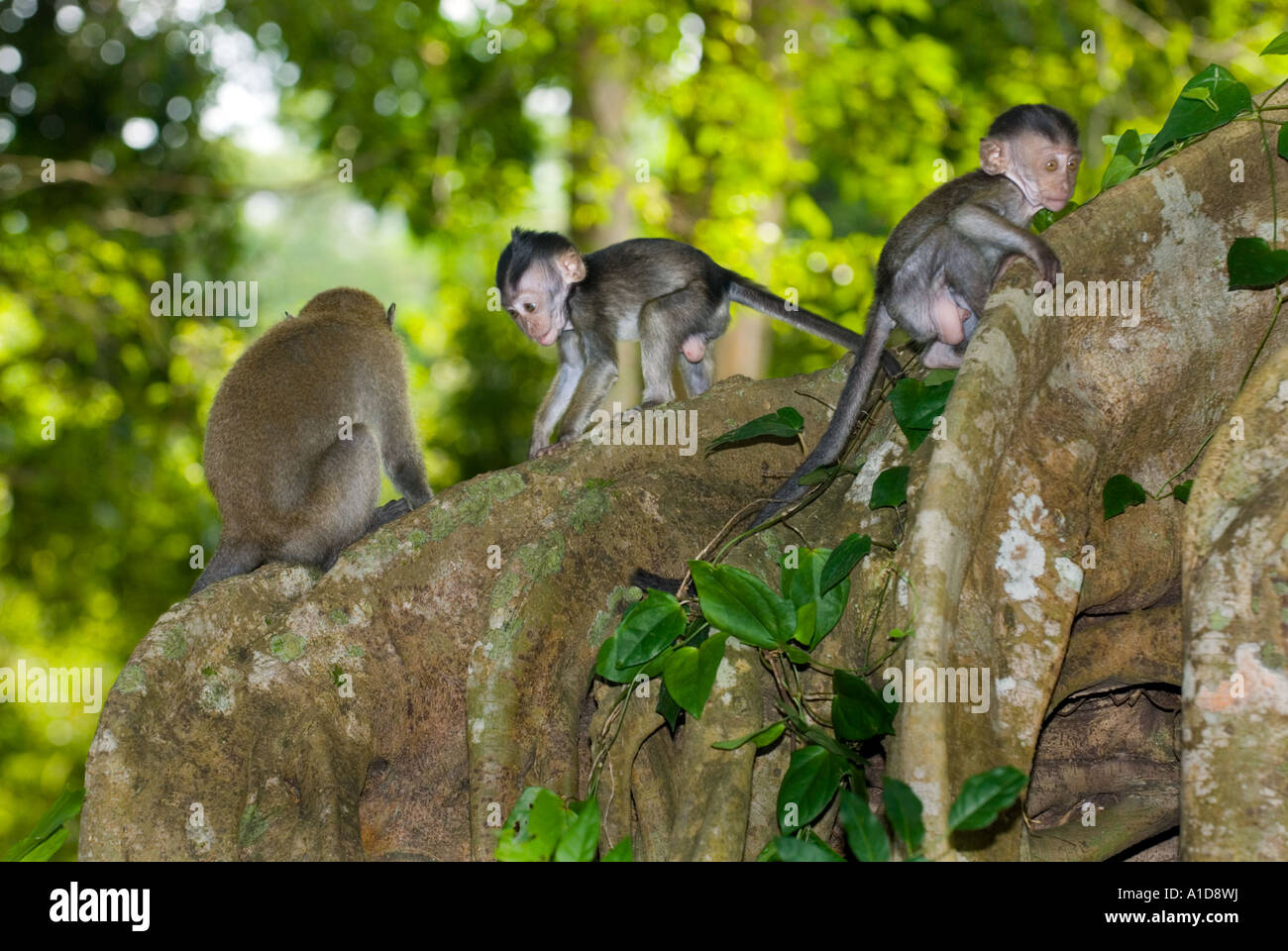 Jeune famille jeune Macaque Macaca sauvage barbarie singe macaque monkey en dehors de Singapour en plein air Banque D'Images